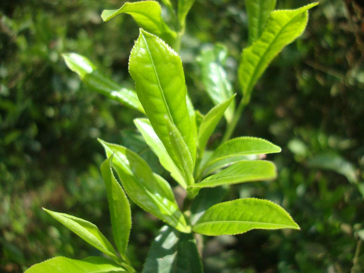 野生茶叶的功效与作用