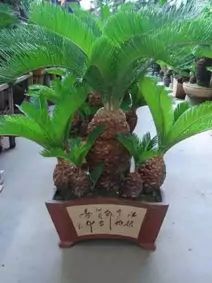 苏铁是什么植物（原产我国的苏铁属种类资料大全）