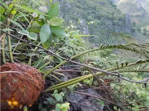 苏铁是什么植物（原产我国的苏铁属种类资料大全）