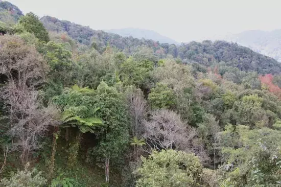 苏铁是什么植物（原产我国的苏铁属种类资料大全）