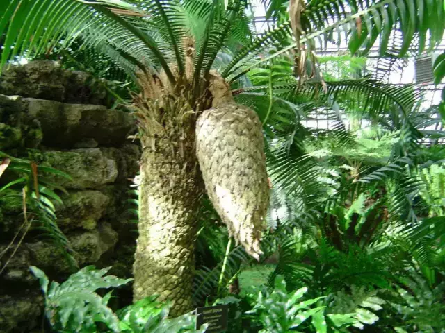 苏铁是什么植物（原产我国的苏铁属种类资料大全）