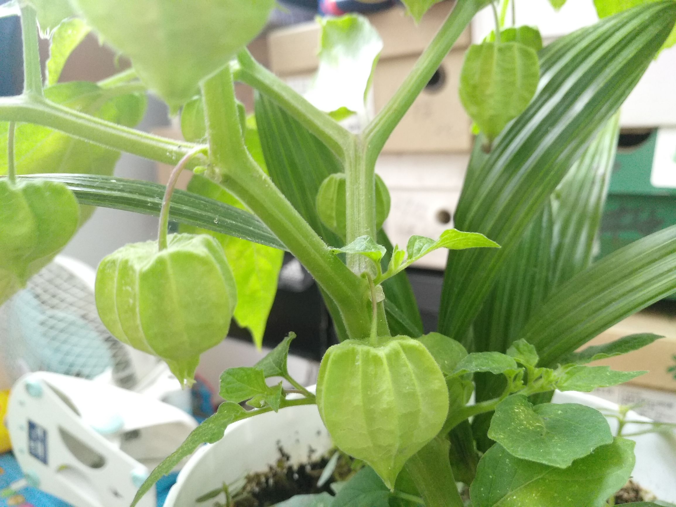 皮弁草(崔豹《古今注》),酸浆草(《尔雅》郭璞注),灯笼草(《唐本草》)