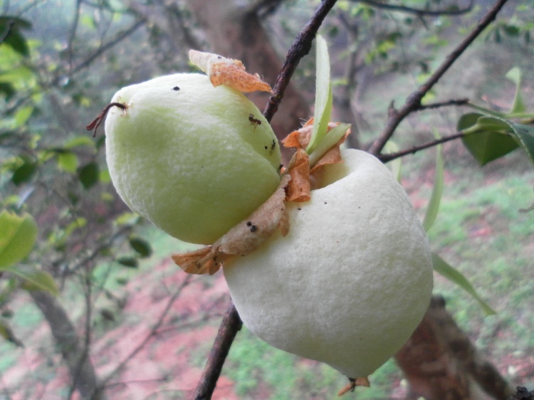 金樱子 猫公刺 酸枣子等小时候山里的吃的