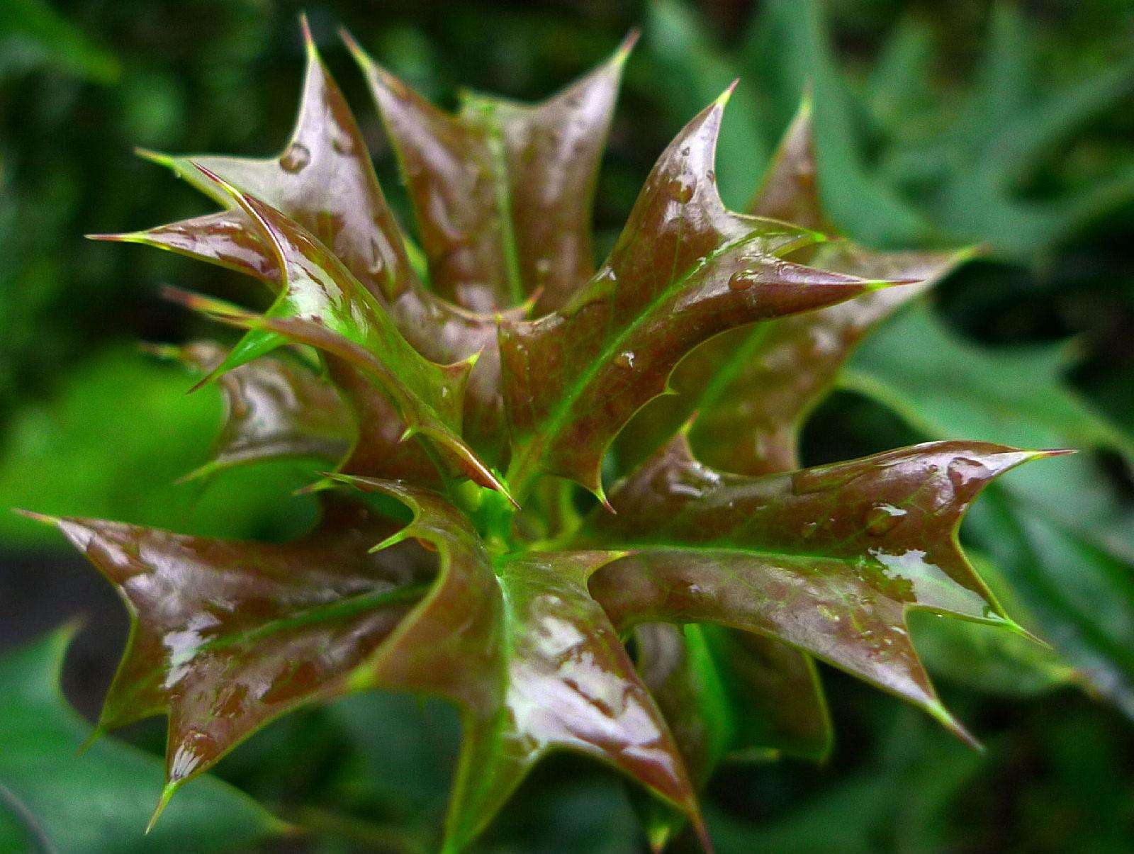 金樱子 猫公刺 酸枣子等小时候山里的吃的