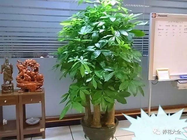 一进门见金钱树好吗（家里摆花位置的详细学问）