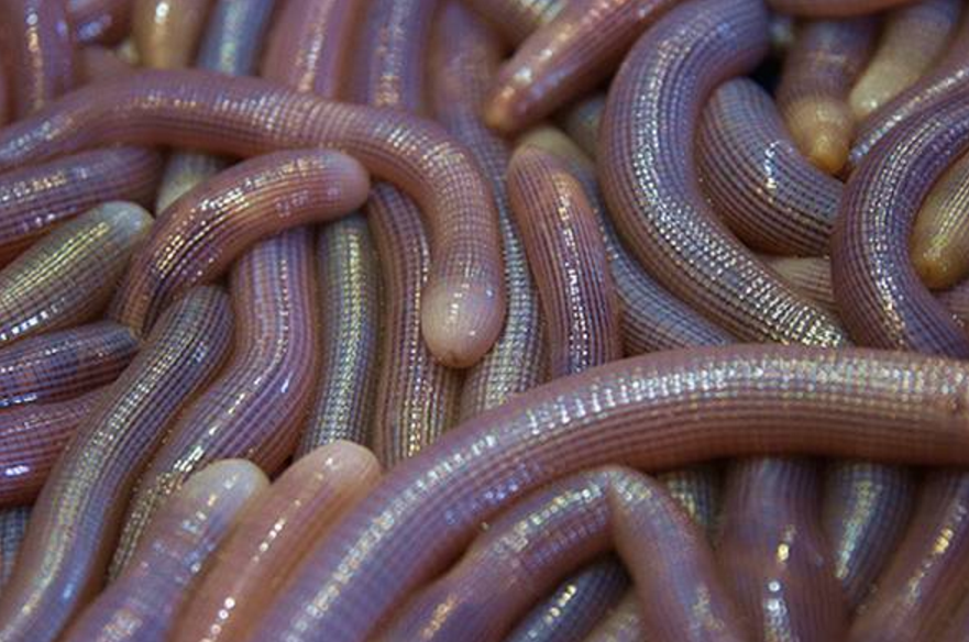 沙虫,土笋的亲表哥