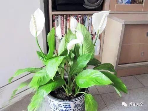 一进门见金钱树好吗（家里摆花位置的详细学问）