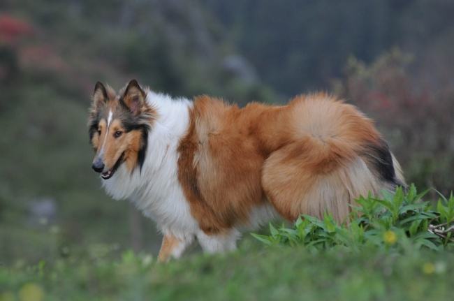 英国古代牧羊犬价格是多少（古代牧羊犬价钱）