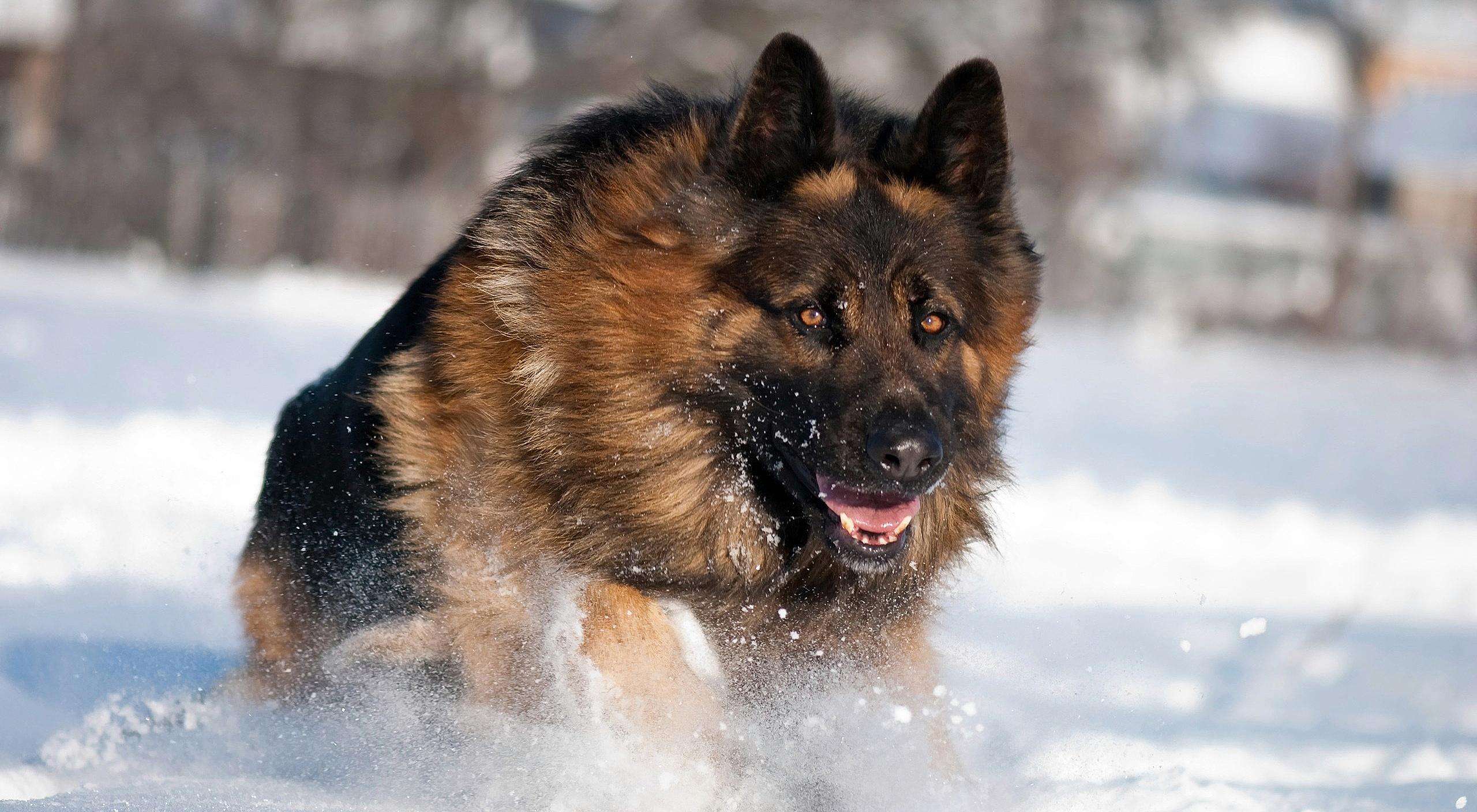 英国古代牧羊犬价格是多少（古代牧羊犬价钱）