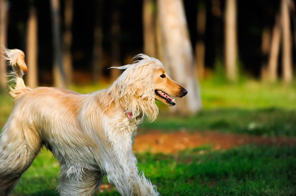 英国古代牧羊犬价格是多少（古代牧羊犬价钱）