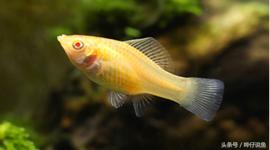 玛丽鱼中的战斗机——黑玛丽鱼