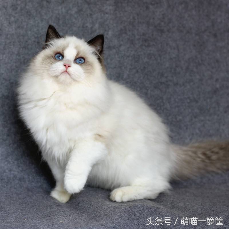 布偶猫为什么很贵？