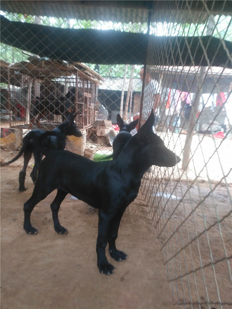 黑狼犬世家之灵魂犬种,黑狼犬喂养及训练方法