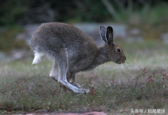 侏儒兔能长多大(关于兔子的几个之最，你可能一个都猜不到)