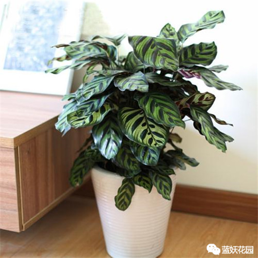 孔雀竹芋的养殖方法和注意事项（做好这4点告别黄叶枯萎）