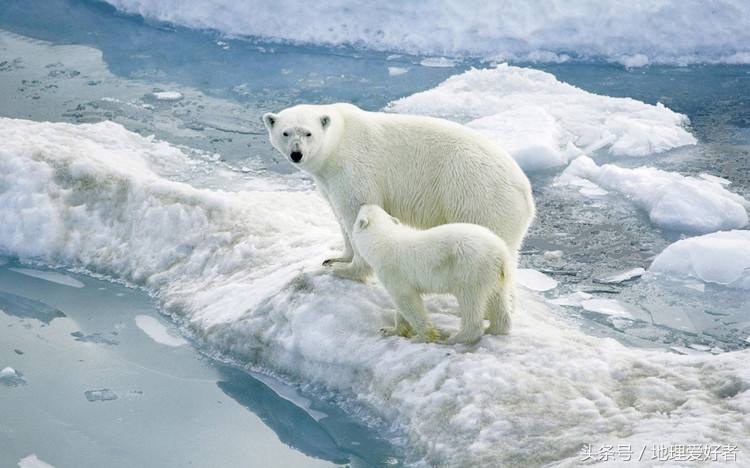 为什么只有北极有北极熊？南极没有熊