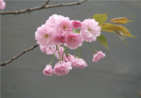 桃花和樱花的区别（图文讲解二者之间的本质区别）