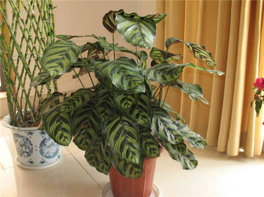 孔雀竹芋的养殖方法和注意事项（做好这4点告别黄叶枯萎）