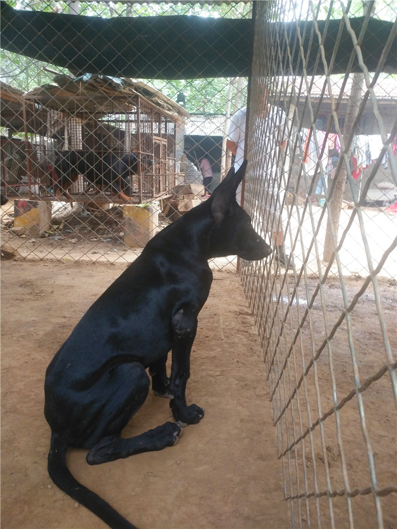 黑狼犬世家之靈魂犬種,黑狼犬餵養及訓練方法