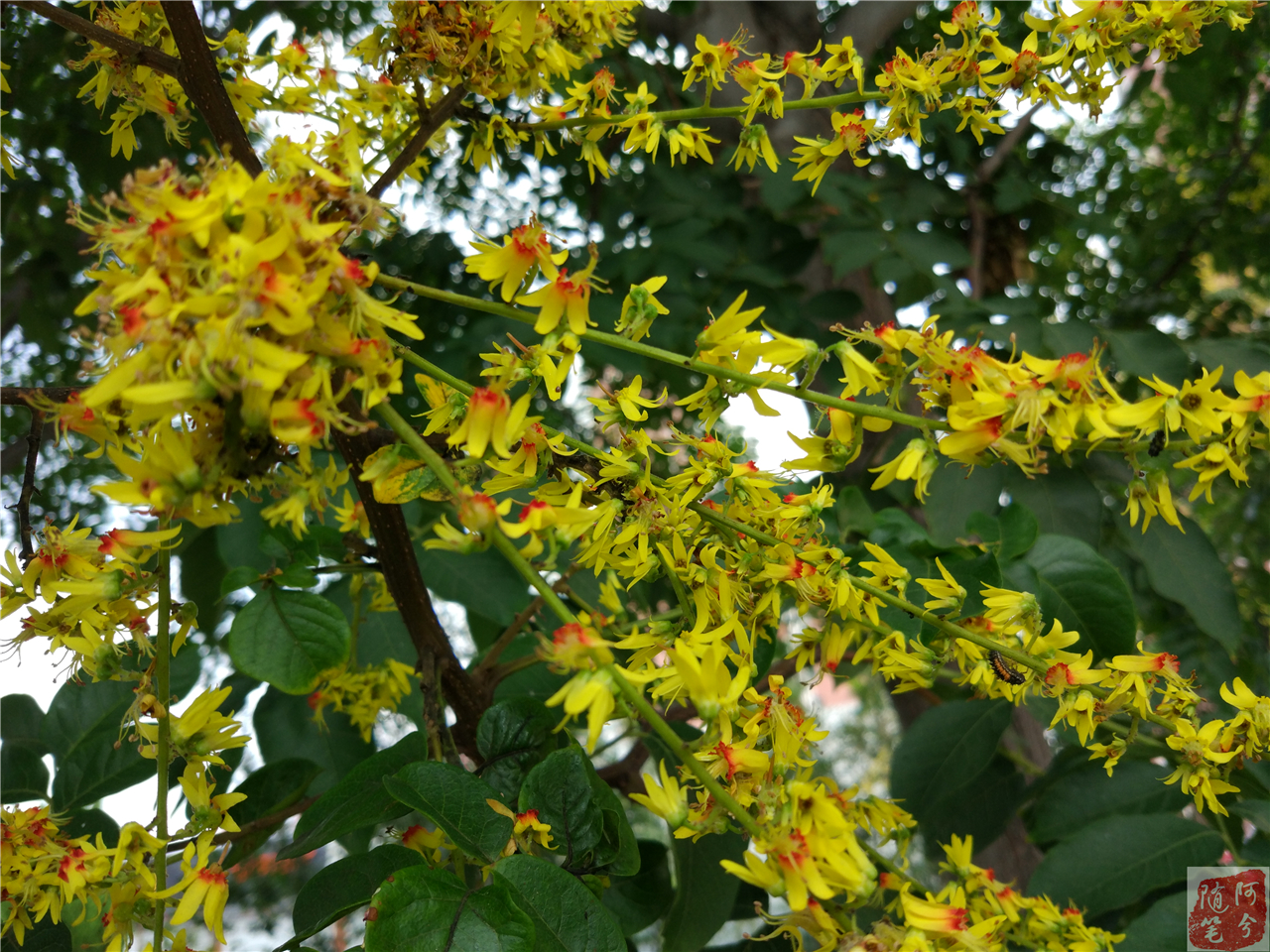 我拍的是九月栾,又名秋花栾树,属北方乡土树种,秋天才开花的奇树.