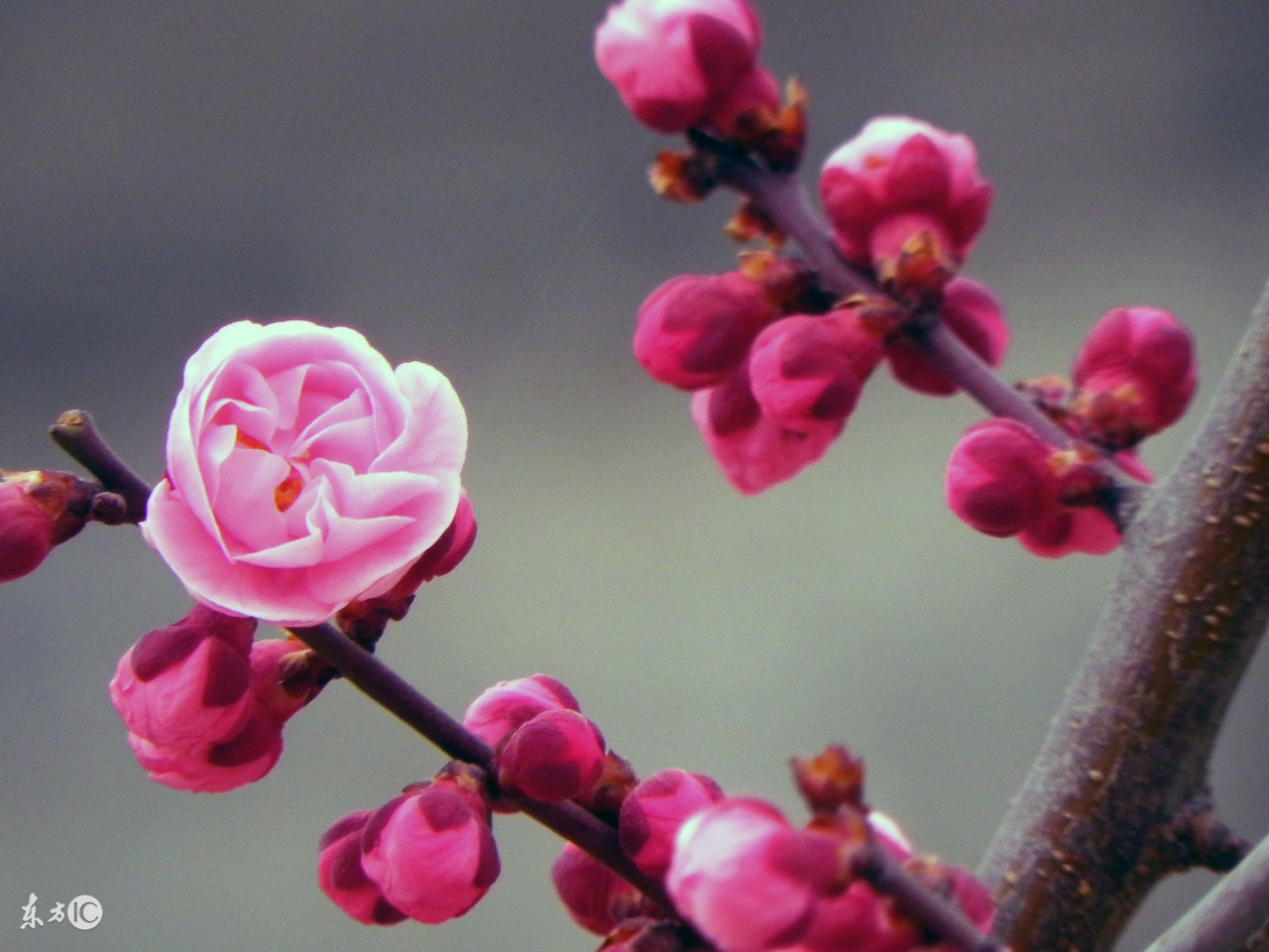 黃鑑梅花易數水平梅花易數之移情別用