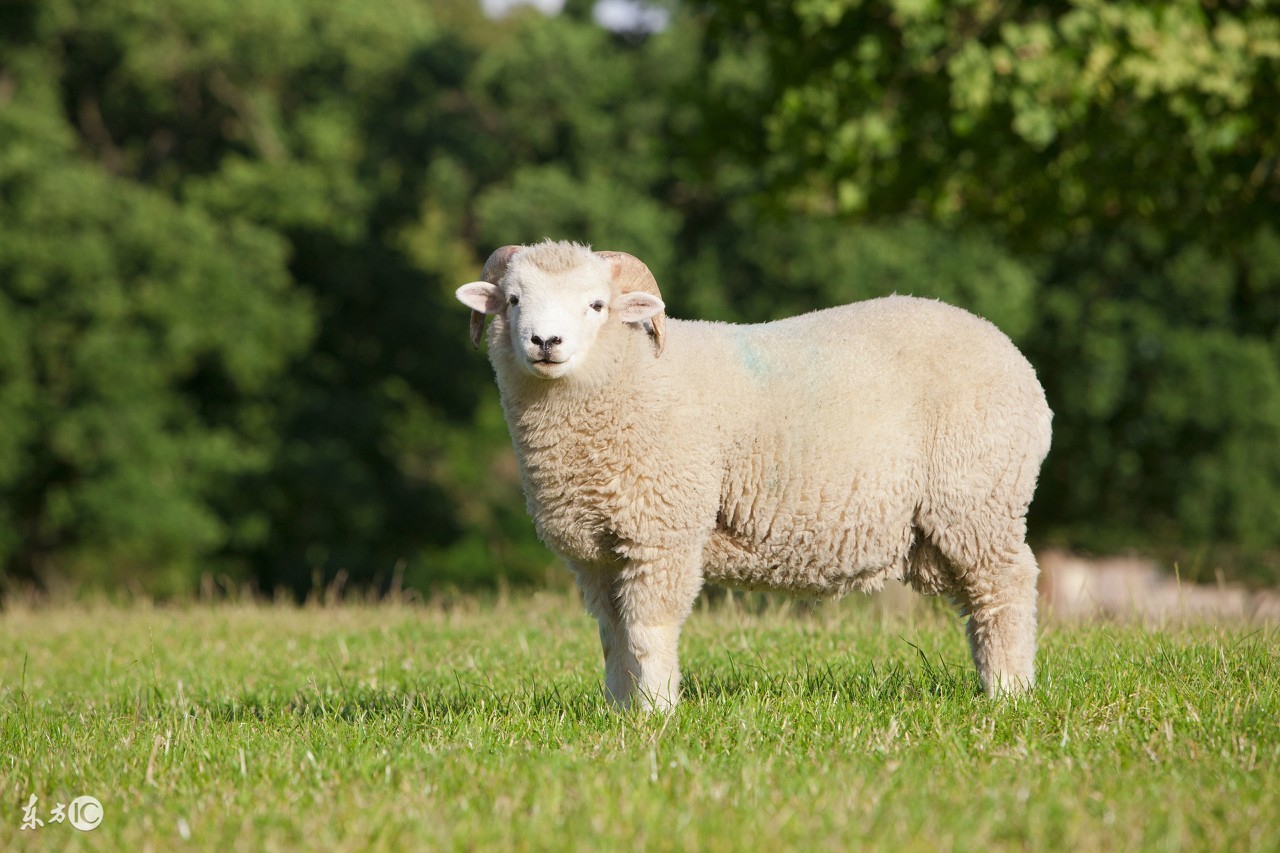 就在明天9月26日,属羊的人有喜事降临,尤其是79年出生的