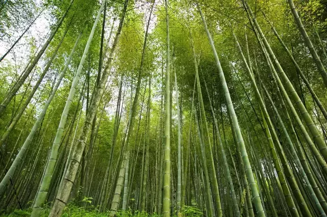 会读巽寮湾的人寥寥无几,所在这座小城有着半城山色半城湖的美誉