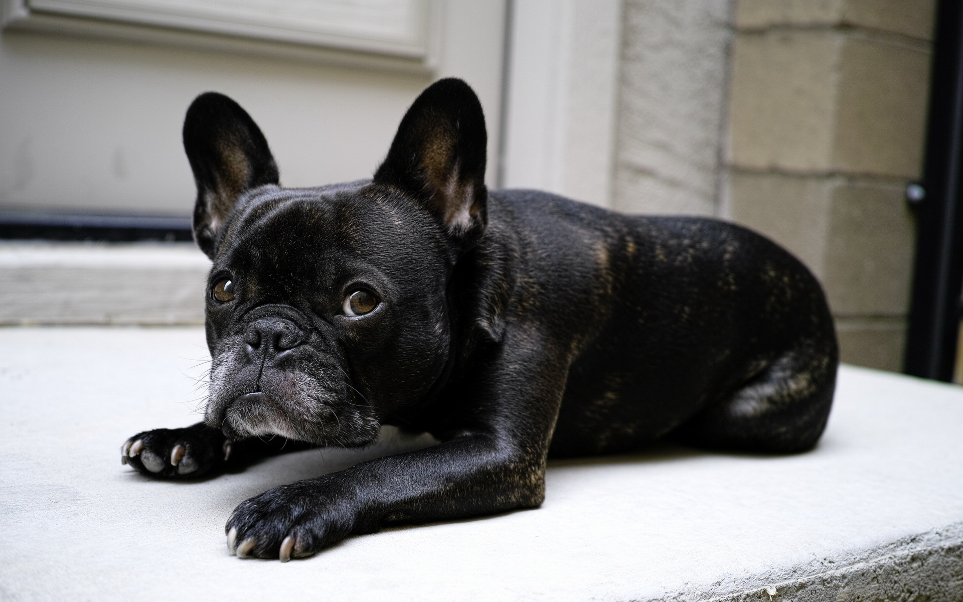 世界名犬——法国斗牛犬(french bulldog)