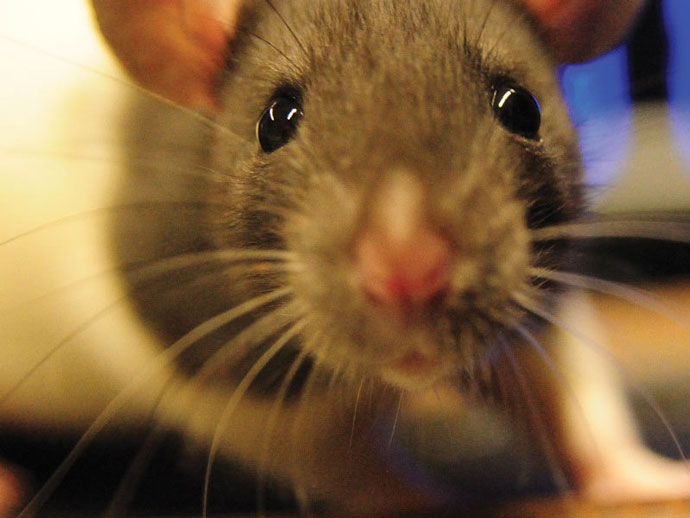 来看看了,属鼠的贵人是谁,大揭秘