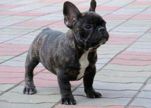 法国斗牛犬母犬价格