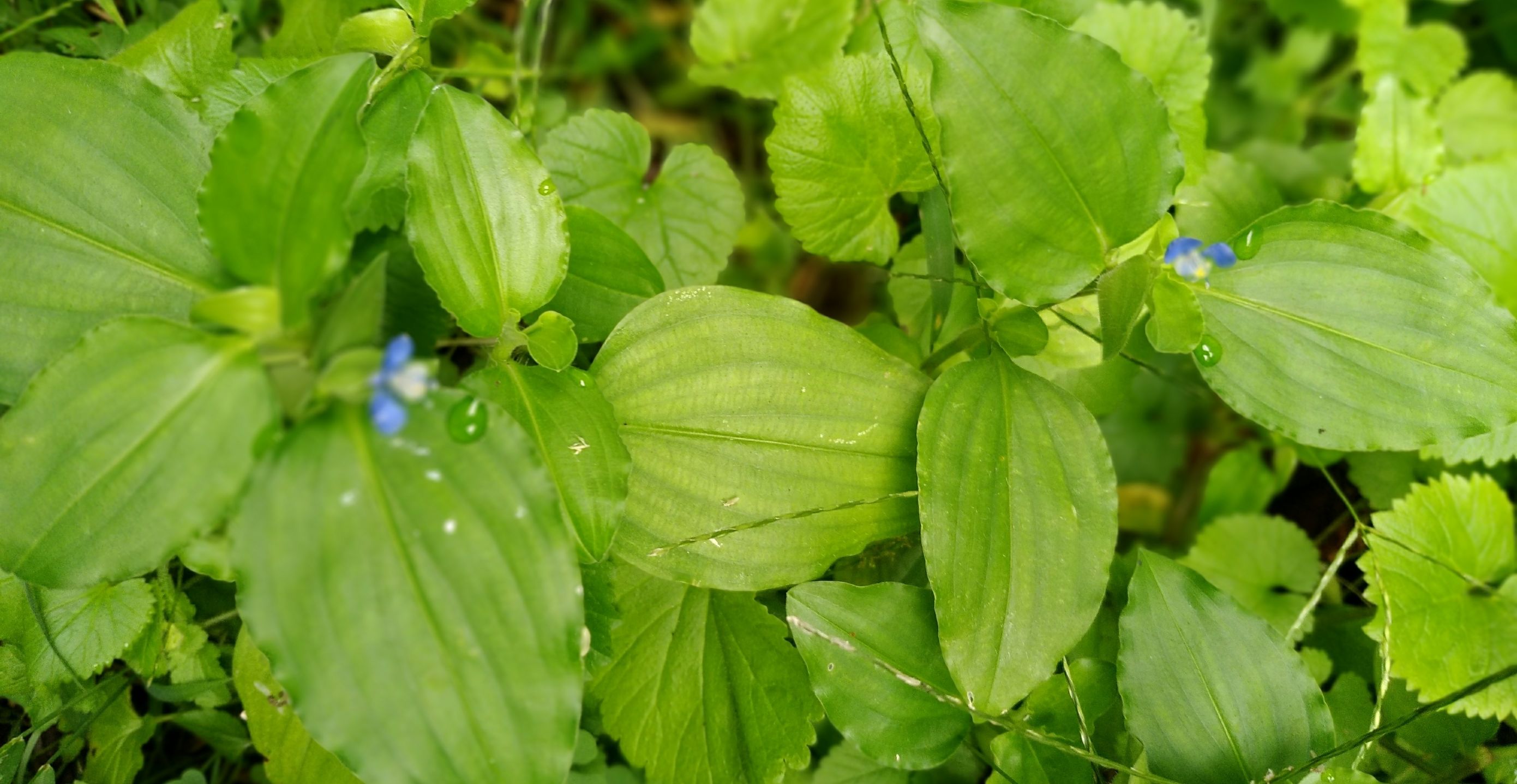 这种草药你家附近可能就有,长在田里是杂草中医眼里是良药
