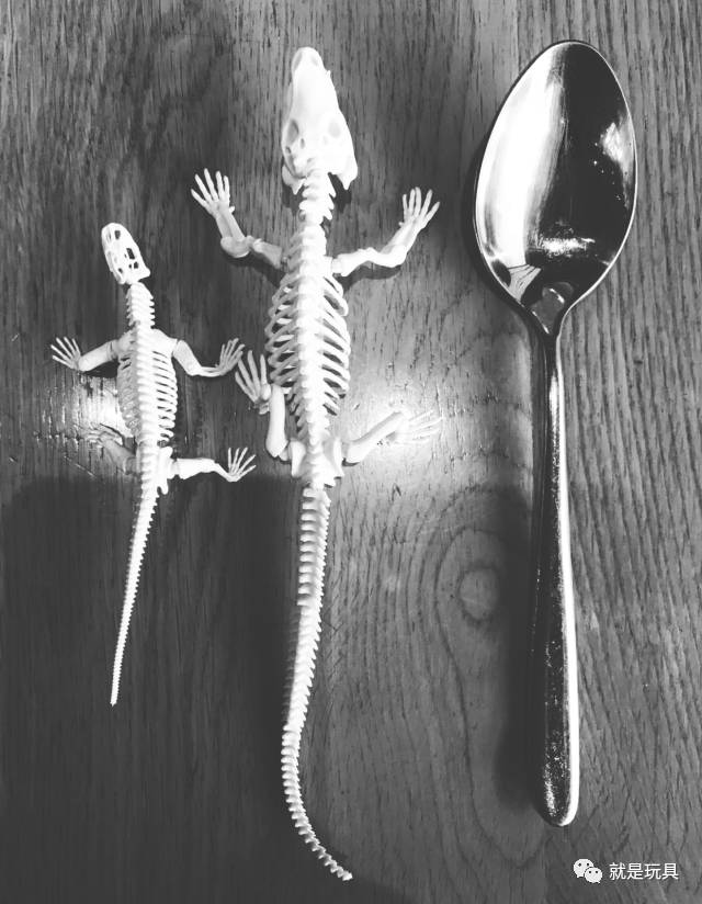 世界上最长的勺子(有趣的骨头：RE-MENT动物骨骼系列把玩分享)