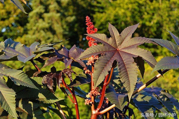 草本植物和木本植物（为您揭秘木本植物和草本植物区别）