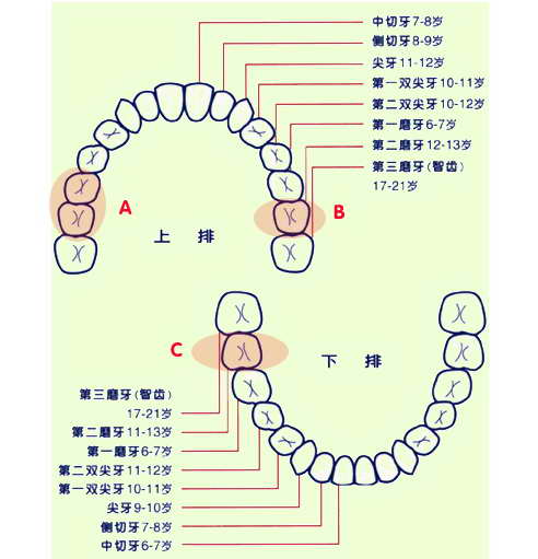 智齿的位置图片（图文讲解智齿的生长部位）