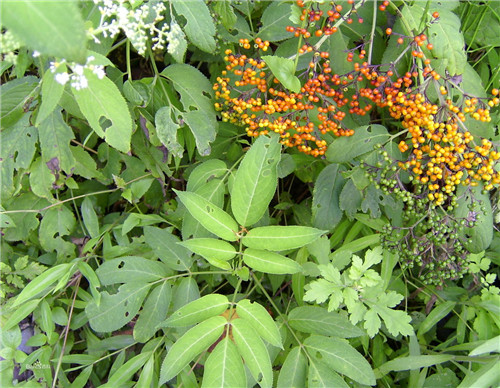全草治接骨,接筋,关节脱位,全株用于肾炎水肿,跌打内伤积瘀,骨折,妇女