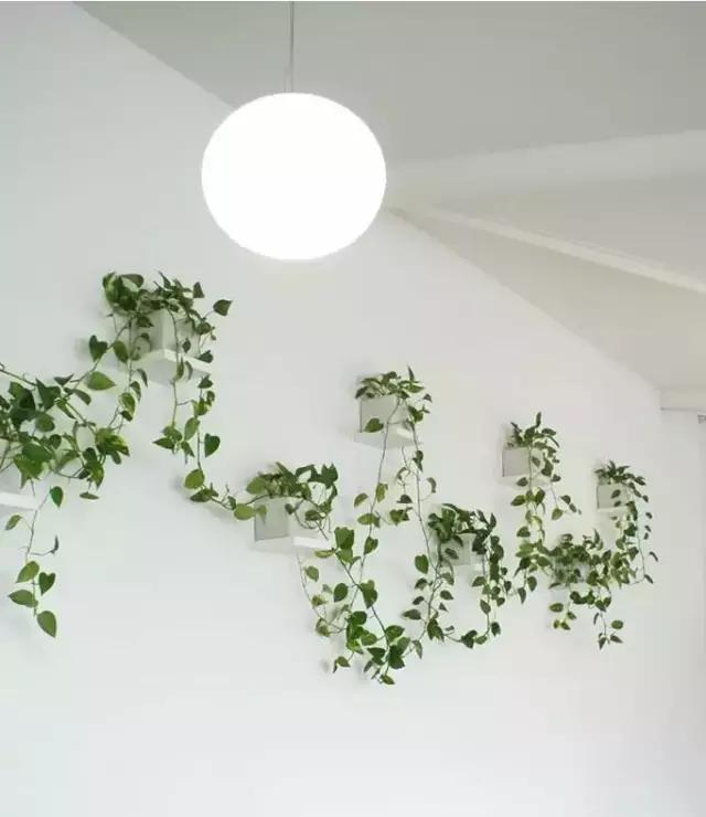 每日一花:花语守望的幸福之绿萝,被称为"生命之花"