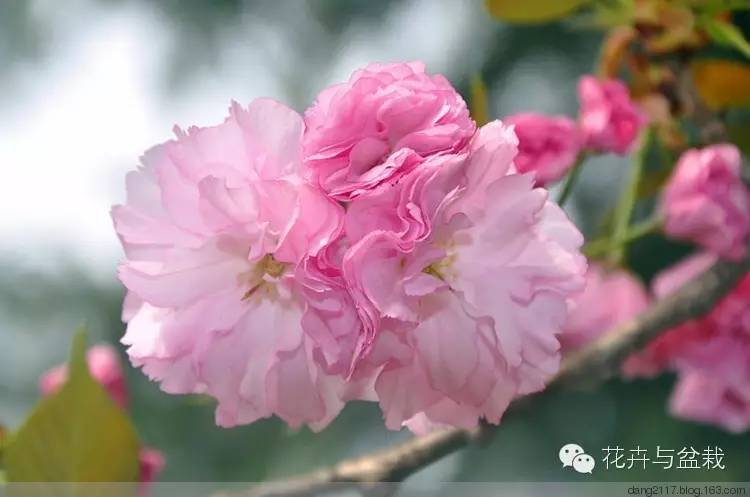 樱花品种大全，常见品种普及和辨别