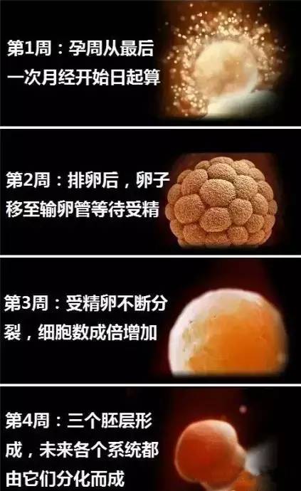 婴儿变化过程是什么样子的？