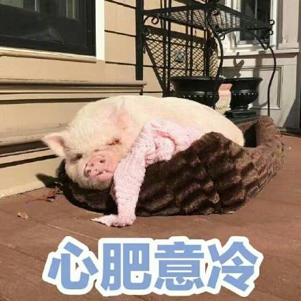 猪猪表情包