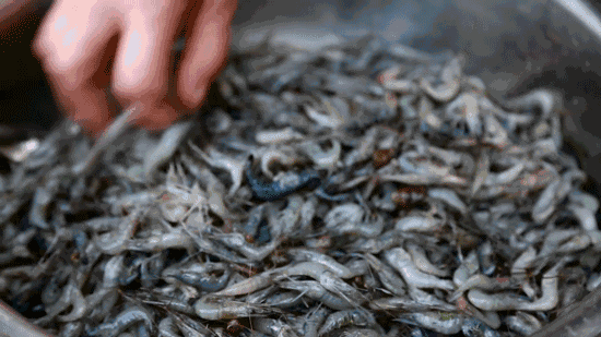 浙大90后理工男，把自己养的阳澄湖大闸蟹送进了米其林餐厅！好吃到流口水！