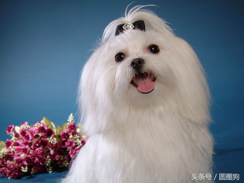 马尔济斯犬多少钱(世界名犬 价格百科