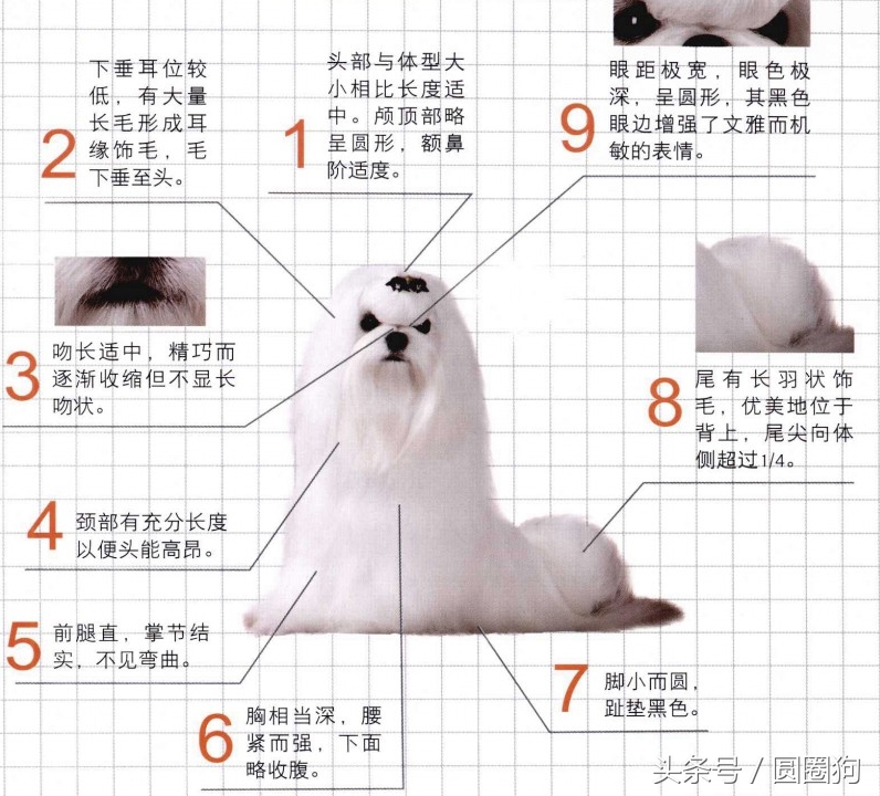 世界名犬——马尔济斯犬（马尔他犬）玩具犬类