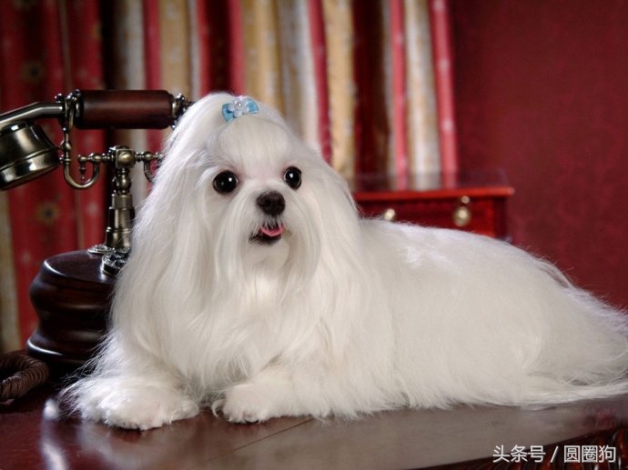 世界名犬——马尔济斯犬（马尔他犬）玩具犬类