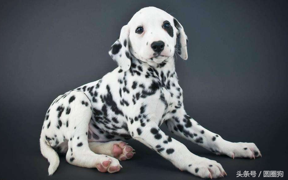 世界名犬——大麦町犬(斑点狗)家庭犬类