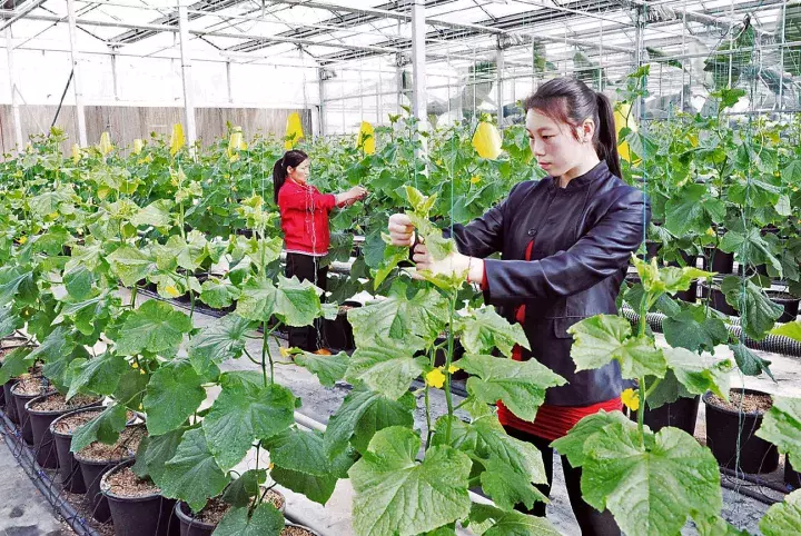 郭亚军：为什么都喜欢成立农民专业合作社，有什么好处吗？