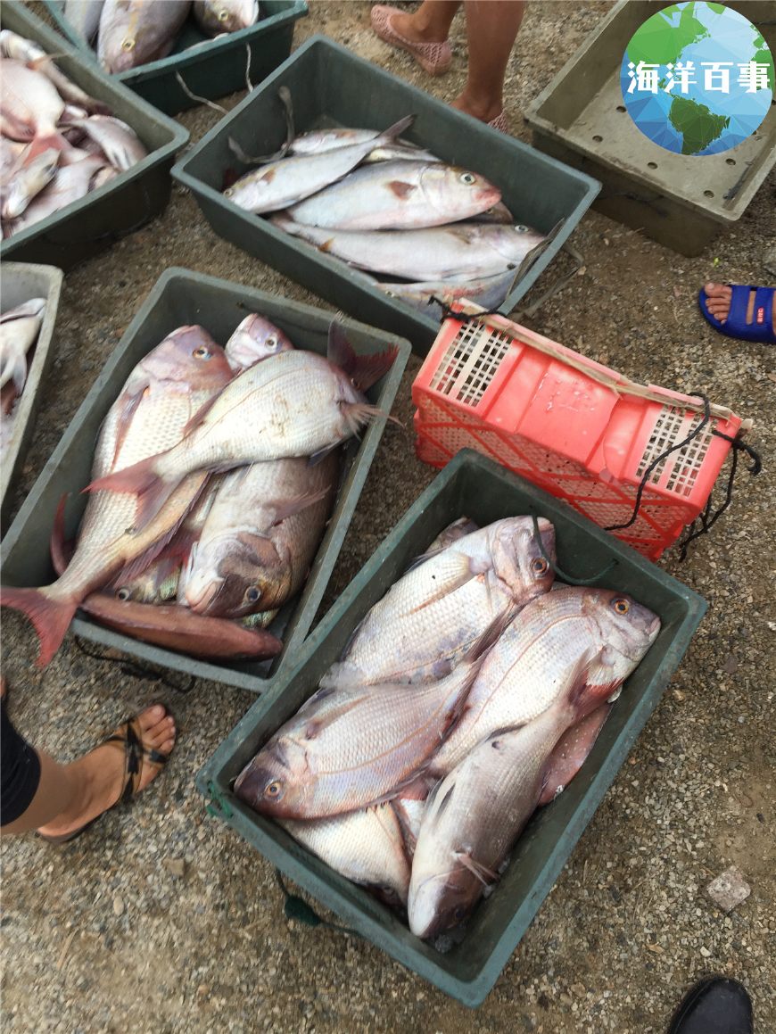 午魚多少錢一斤(清晨五六點漁港的海鮮) - 價格百科