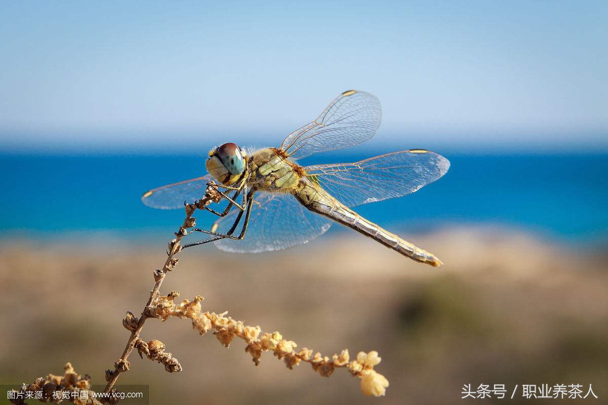 蜻蜓的资料（常见昆虫知识之蜻蜓详细介绍）