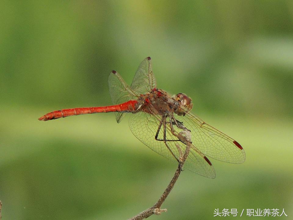 蜻蜓的资料（常见昆虫知识之蜻蜓详细介绍）