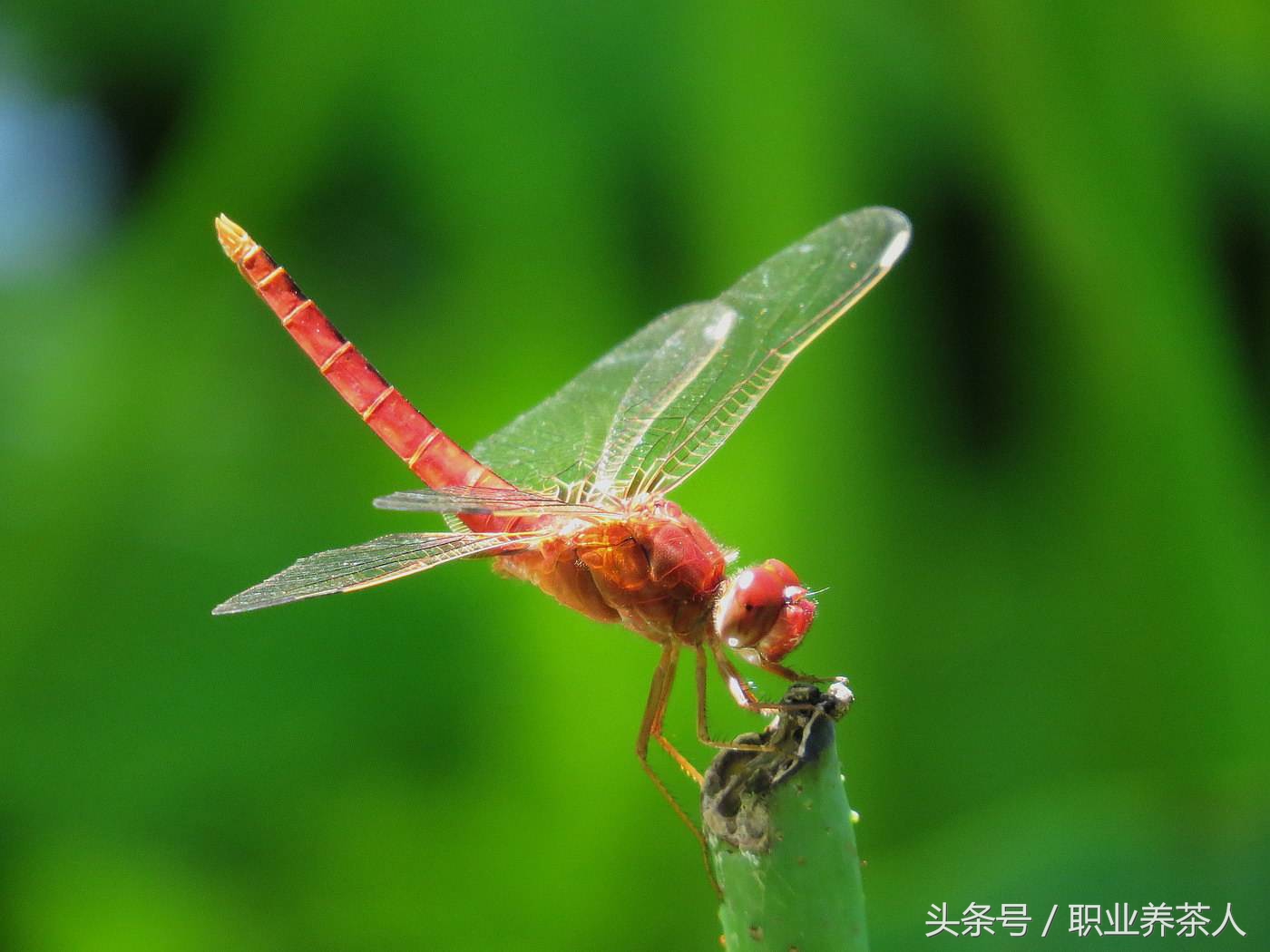 蜻蜓的资料（常见昆虫知识之蜻蜓详细介绍）