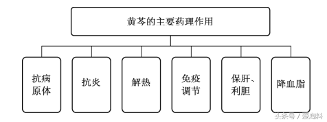 每天懂点中医——清热药物：黄芩